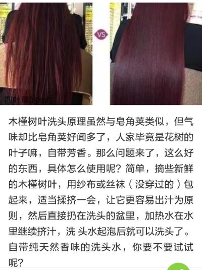 农村叶子洗头,白发变黑发——木槿叶